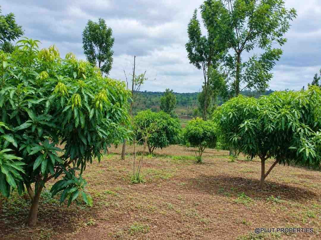 Agriculture land for sale in Rwamagana Musha plut properties 5-100kb Agricultural land for sale in Rwamagana Musha