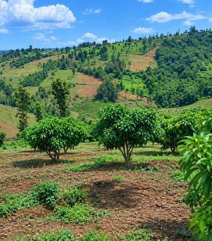 Agricultural land for sale in Rwamagana Musha