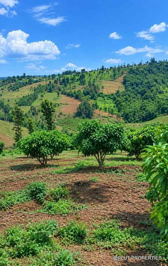 Agriculture land for sale in Rwamagana Musha plut properties 6-100kb Agricultural land for sale in Rwamagana Musha