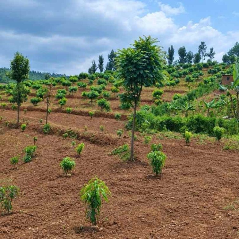 Agricultural land for sale in Rwamagana Musha