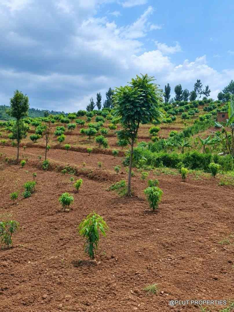 Agriculture land for sale in Rwamagana Musha plut properties 7-100kb Agricultural land for sale in Rwamagana Musha