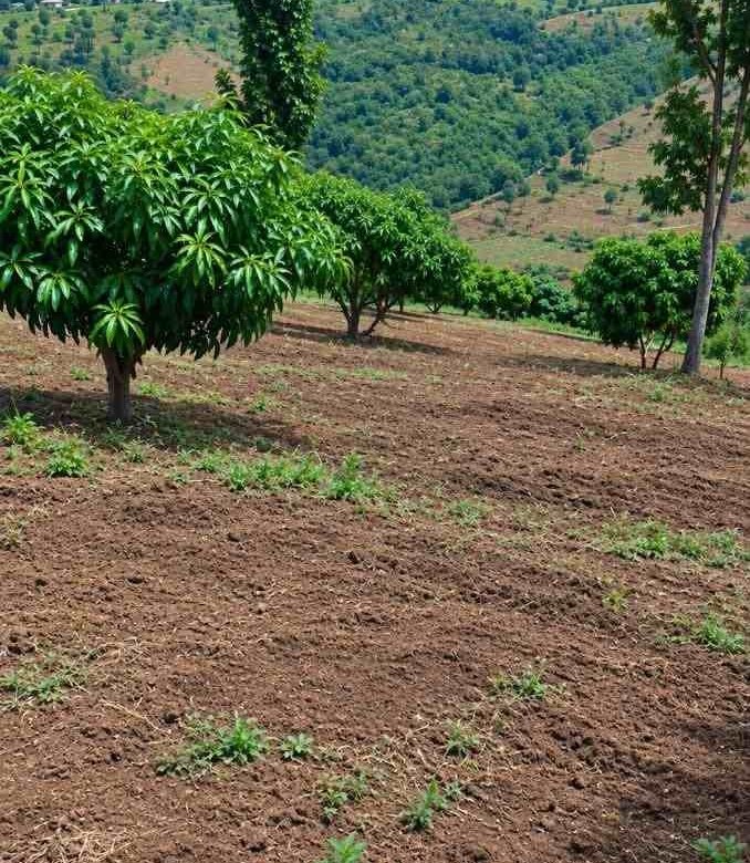 Agricultural land for sale in Rwamagana Musha