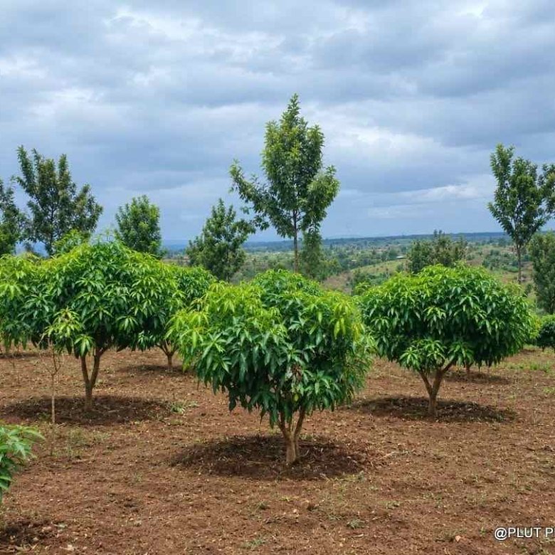 Agricultural land for sale in Rwamagana Musha