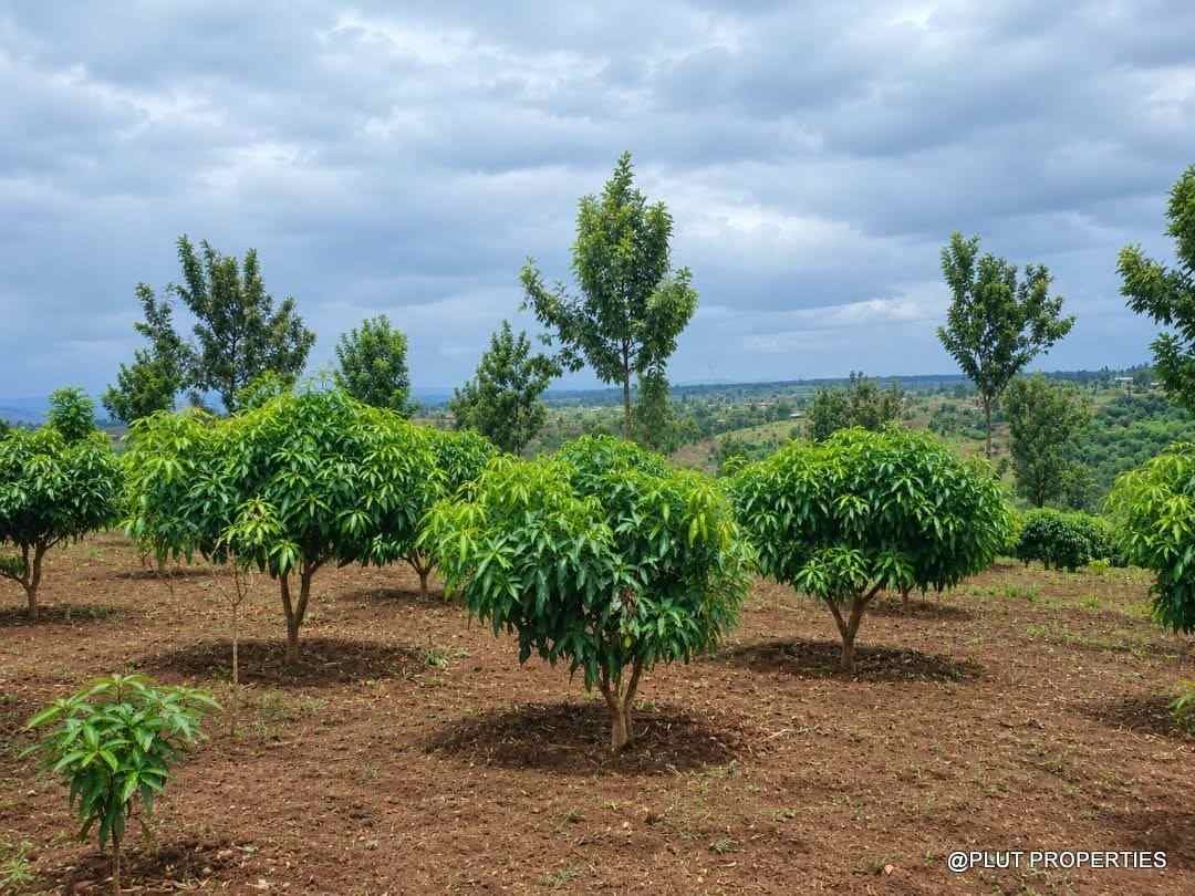 Agriculture land for sale in Rwamagana Musha plut properties 9-100kb Agricultural land for sale in Rwamagana Musha
