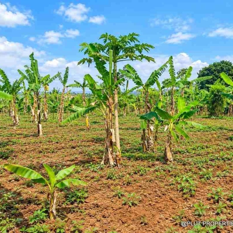 Land for sale in Bugesera Ntarama