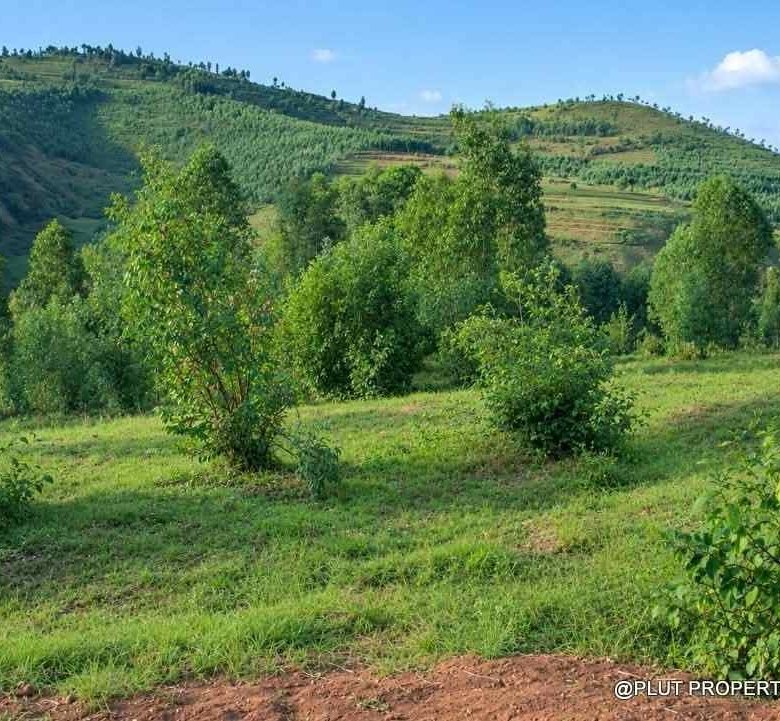 Forest plantation zone for sale in Nyamagabe