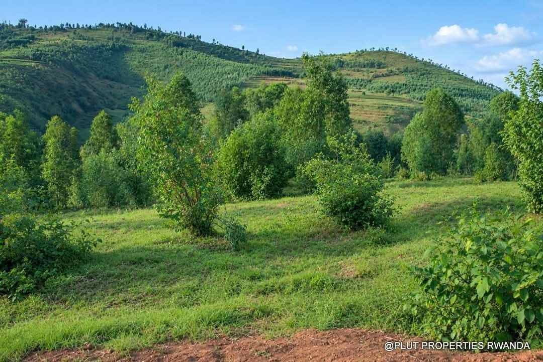 Forest plantation zone for sale in Nyamagabe