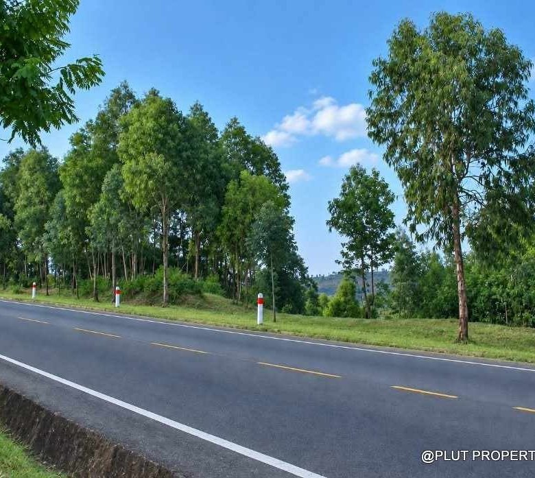 Forest plantation zone for sale in Nyamagabe