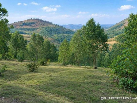 Forest plantation zone for sale in Nyamagabe