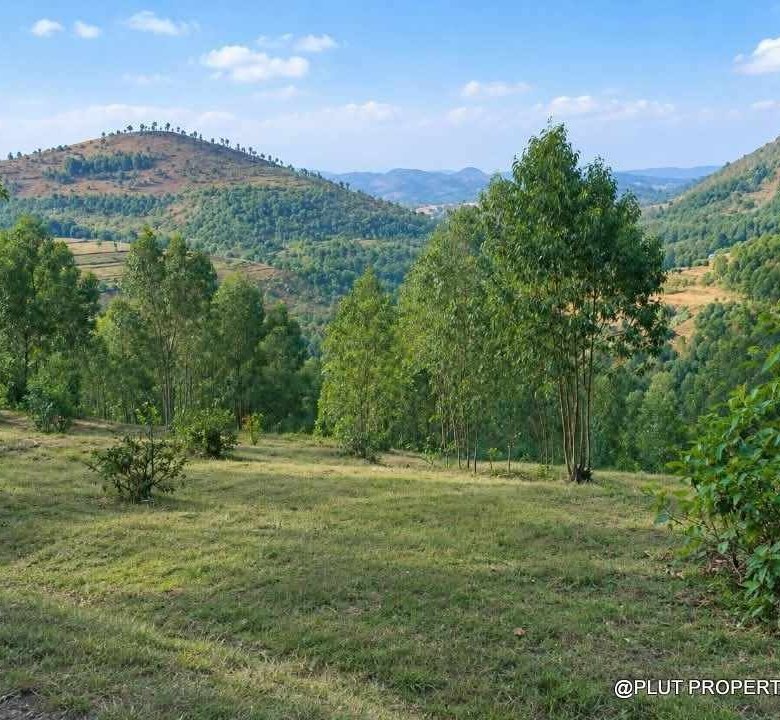 Forest plantation zone for sale in Nyamagabe