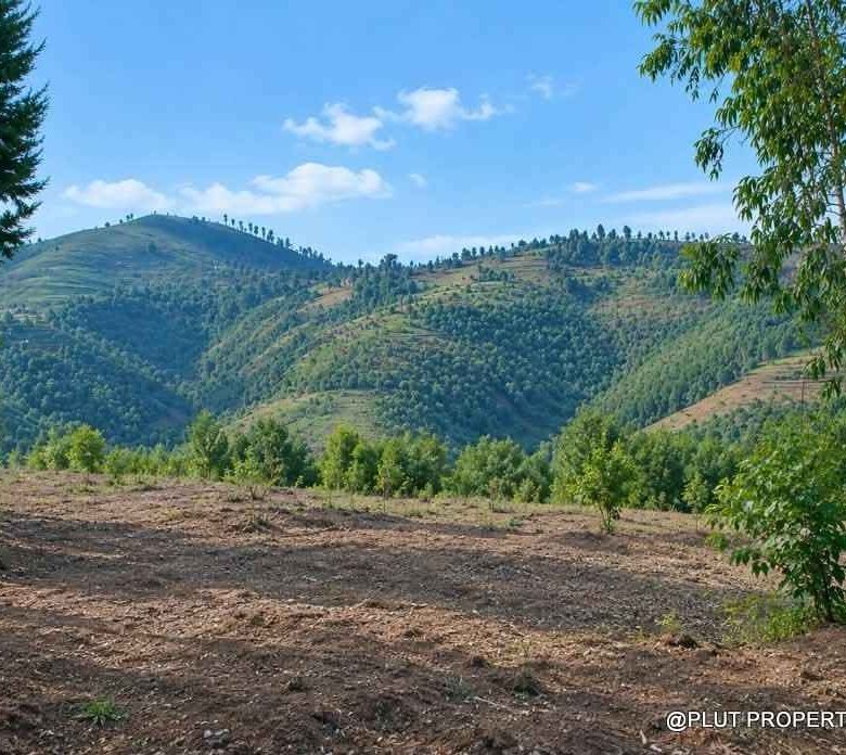 Forest plantation zone for sale in Nyamagabe