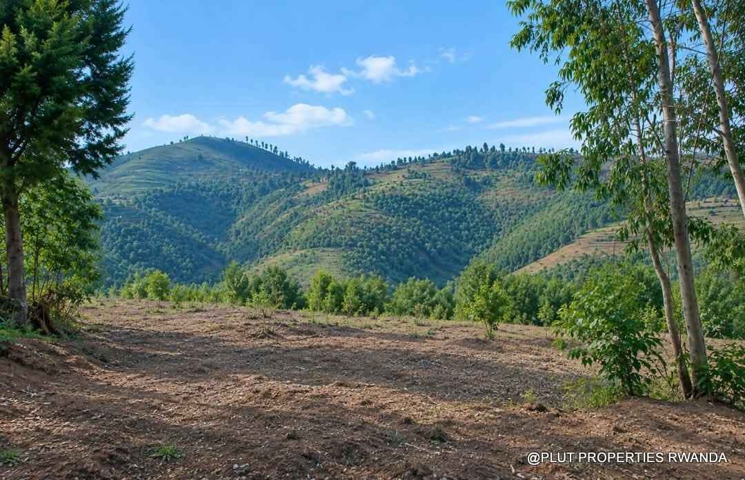 Forest plantation zone for sale in Nyamagabe