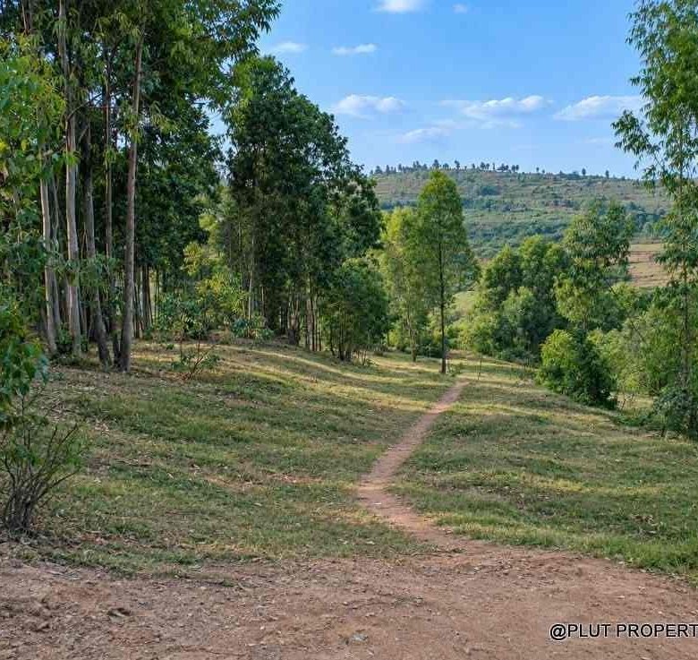 Forest plantation zone for sale in Nyamagabe