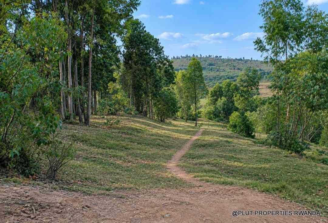 Forest plantation zone for sale in Nyamagabe