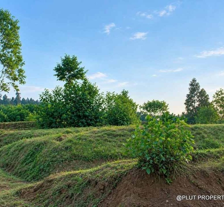 Forest plantation zone for sale in Nyamagabe