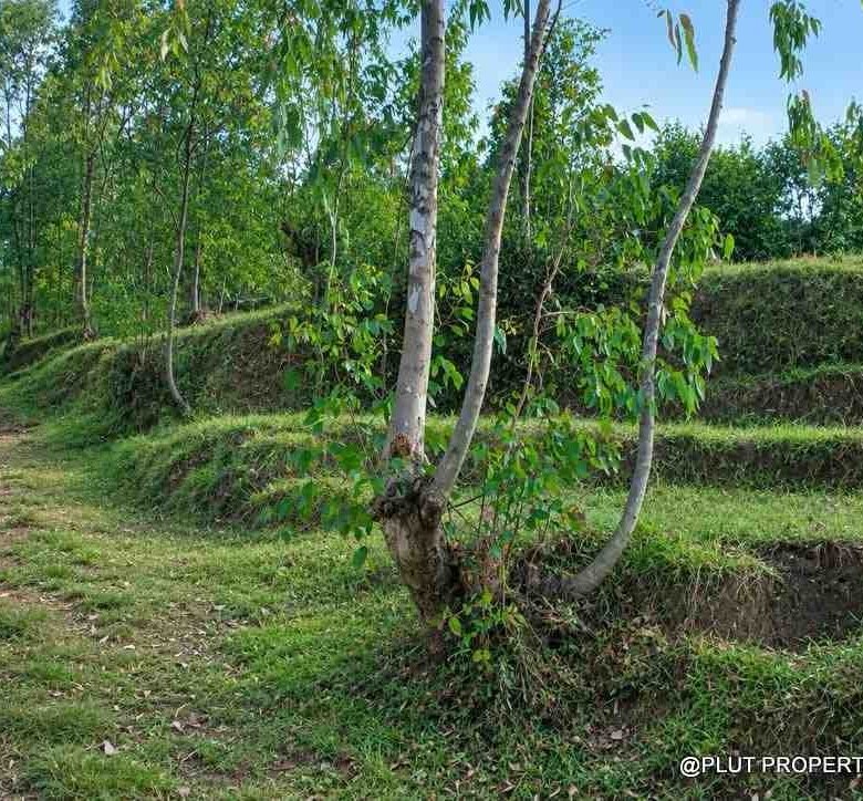 Forest plantation zone for sale in Nyamagabe