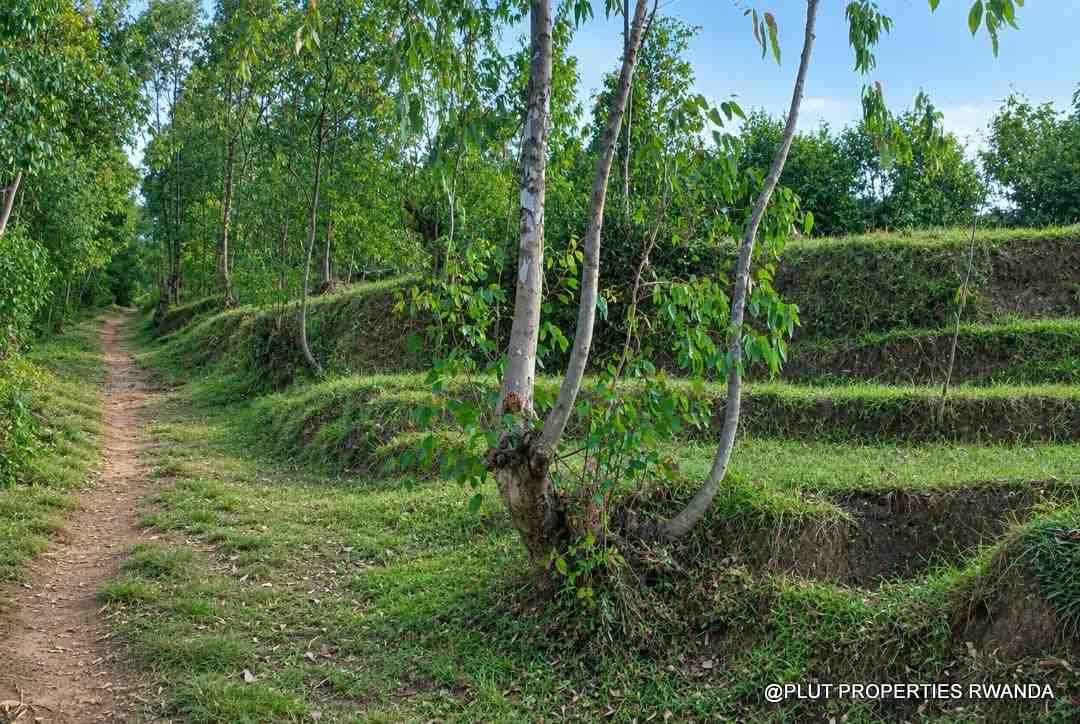 Forest plantation zone for sale in Nyamagabe