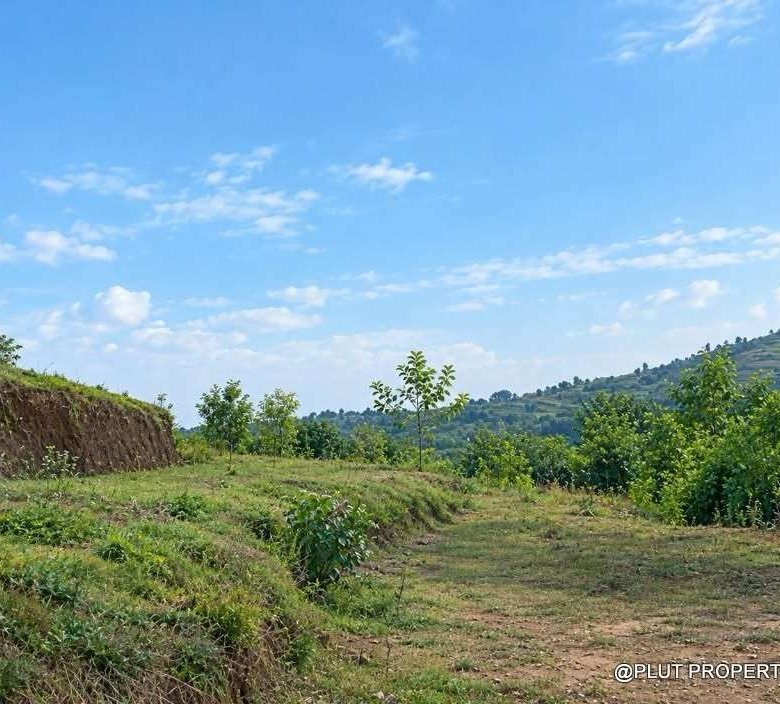 Forest plantation zone for sale in Nyamagabe