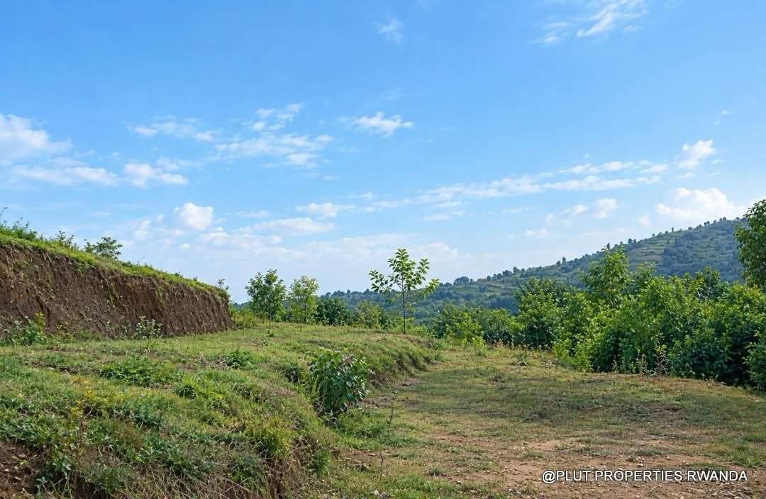 Forest plantation zone for sale in Nyamagabe