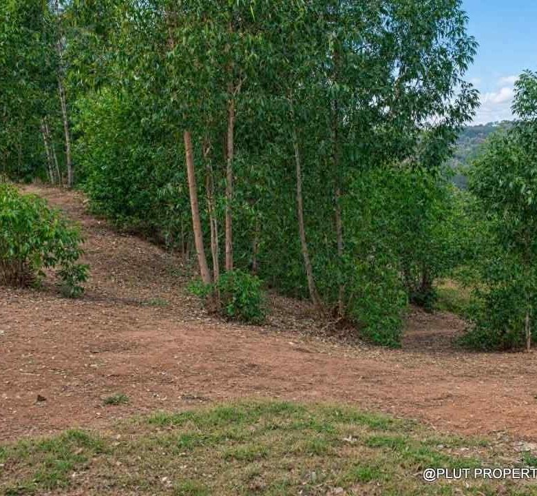 Forest plantation zone for sale in Nyamagabe