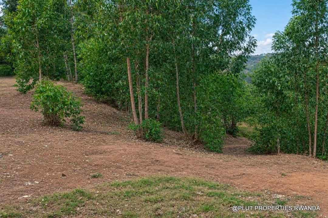 Forest plantation zone for sale in Nyamagabe