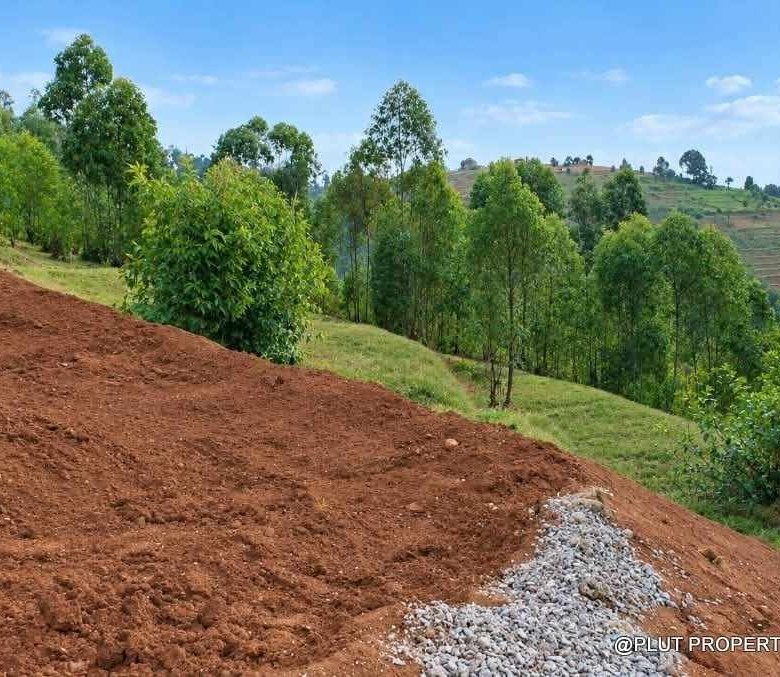 Forest plantation zone for sale in Nyamagabe